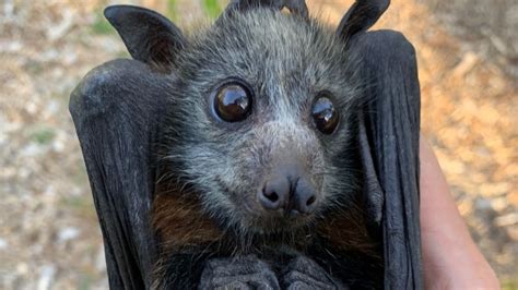 Australian Bushfires And Heat Are Killing Flying Foxes By The Thousands