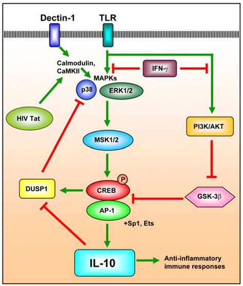 Creb Signaling Pathway