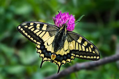 4K Old World Swallowtail Wallpapers | Background Images