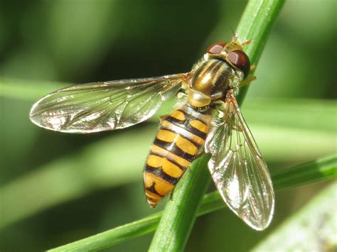 Episyrphus Balteatus Female Marmalade Hoverfly Simon Oliver Flickr