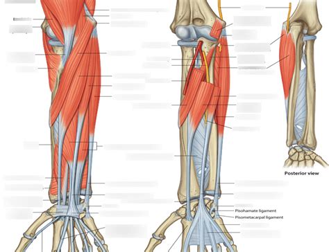 Muscles Of The Superficial Anterior Forearm Diagram Quizlet