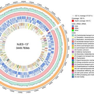 Circular Representation Of The Single Chromosome Of Strain Njes