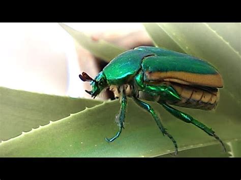 Iridescent Green Beetle