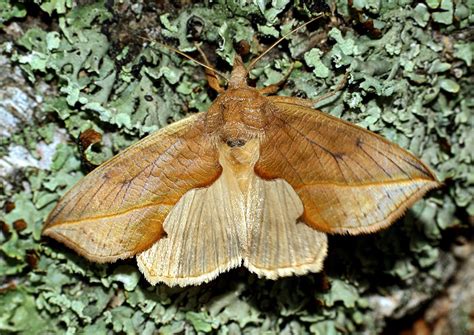 Calyptra Thalictri The Vampire Moth” Is Found Throughout Much Of