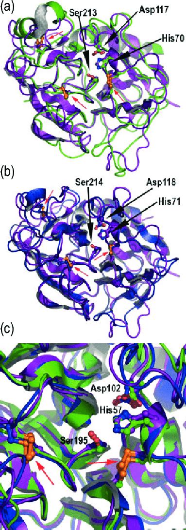 Three Dimensional Protein Structure Of Trypsin Like Serine Proteases