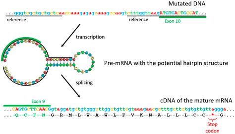 Genes Free Full Text A Novel Gnas Mutation In A Patient With Ia