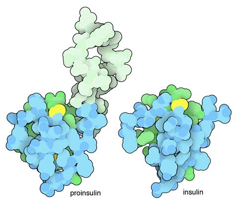 PDB 101 Molecule Of The Month Insulin