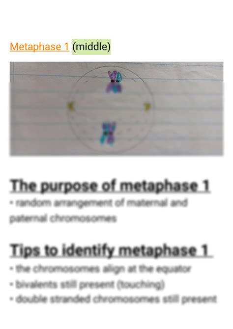 SOLUTION Meiosis Summary Studypool