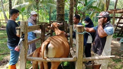 Sejumlah Ternak Sapi Mati Mendadak Di Sinjai Bukan PMK Tribun Timur