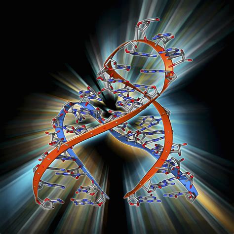 RNA Definition and Examples 