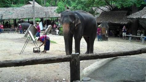 Maesa Elephant Camp Mae Rim 2018 All You Need To Know Before You Go