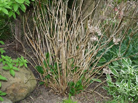 Gardeners Notebook Hydrangea Winter Dieback