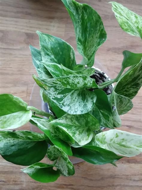 Marble Queen Vs Snow Queen How To Differentiate Between Them Garden