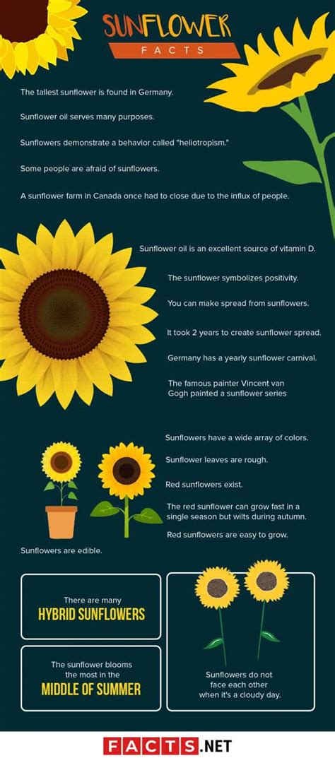 Interesting Sunflower Facts To Brighten Up Your Day Facts Net