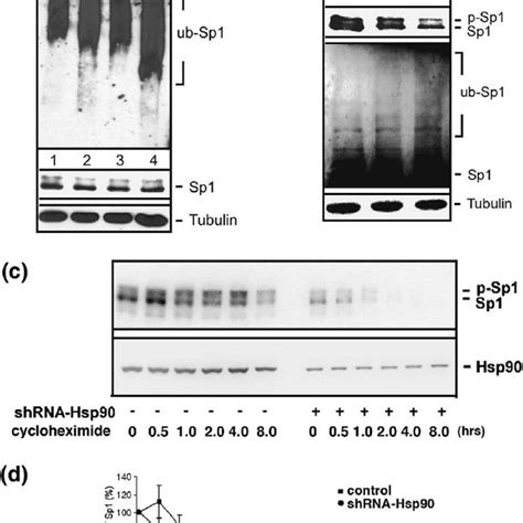 Ga Treatment Or Hsp Knockdown Induced The Ubiquitination Of Sp A