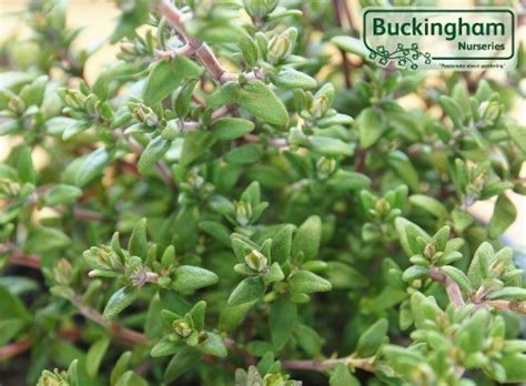 thyme orange thymus fragrantissimus herbs herbs buckingham