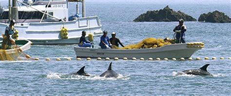 Dolphin Hunting Season Begins Again In Japanese Cove Made Famous By