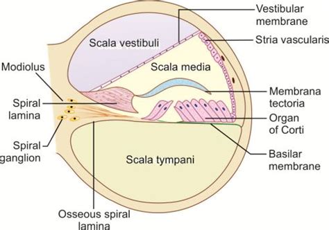 Osseous Spiral Lamina An Overview ScienceDirect Topics 51 OFF