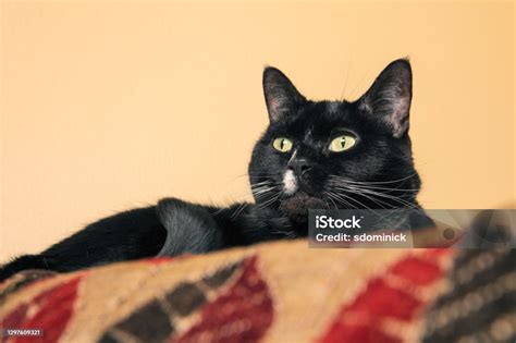 Domestic Black And White Cat Laying Down Stock Photo Download Image