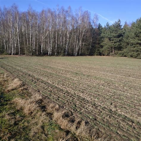 Działka Anastazew bez pośrednika 1000 m2 80 000 zł