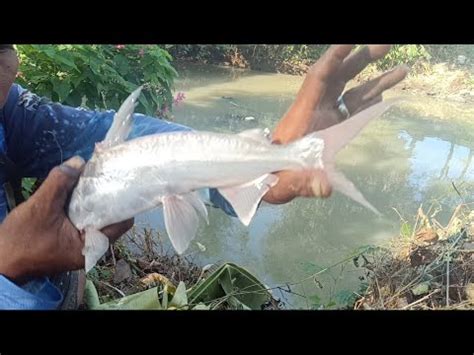 Kali Ini Saya Mancing Ikan Mahal Youtube