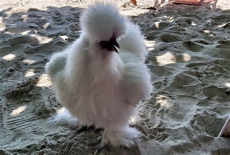 White Silkie Chickens Cluckin