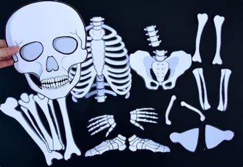 Grab A Life Sized Printable Skeleton For Fun Learning Skeleton For