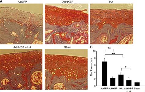 Histologic Analysis And Quantitative Assessment Of Cartilage Change In