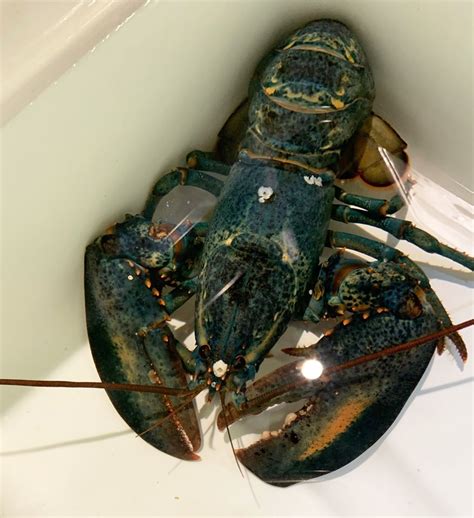 Rare blue American lobster found at Red Lobster restaurant in Ohio