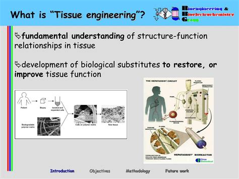 Ppt Tissue Engineering Cell Aggregates Powerpoint Presentation Free