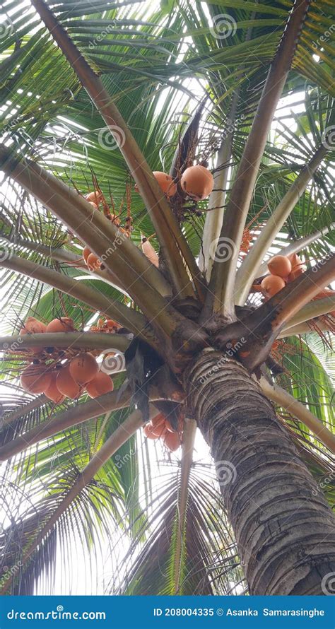 King Coconut Sri Lanka Stock Image Image Of Plant Fruit 208004335