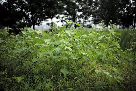 农村路边的这种野草，好吃又好玩，还是中药可治疗多种疾病 苘麻 野草 中药 新浪新闻