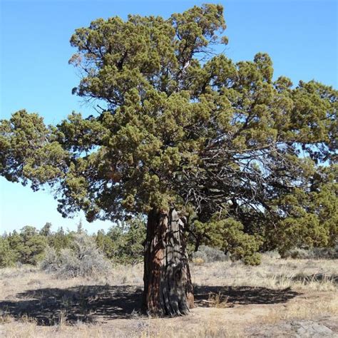 Shop The Western Juniper Shrubhub Nursery