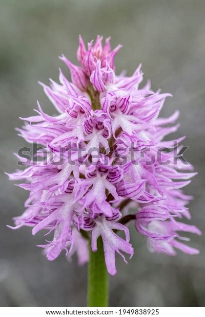 Naked Man Orchid Orchis Italica On Stock Photo 1949838925 Shutterstock