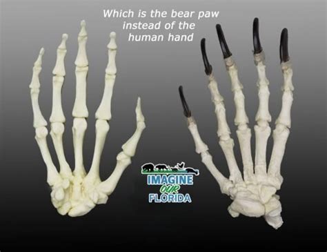 Hand Vs Bear Paw Imagine Our Florida Inc