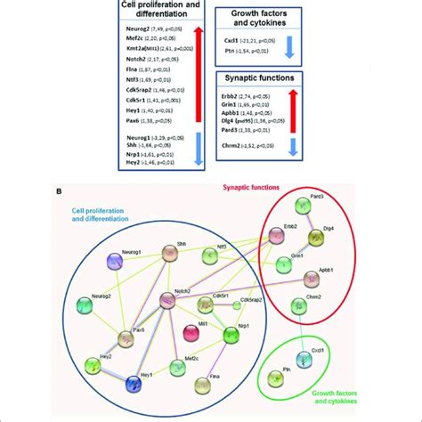 Shh Pathway Deregulation Alters Genes Expression In Key Pathways In