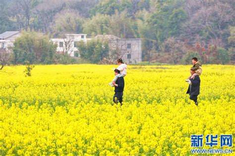 希望的田野丨江西全南：油菜花开春意浓 新华网