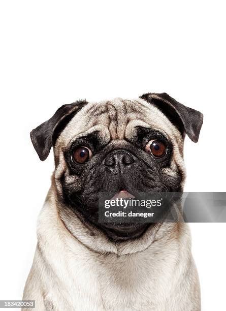 11457 Pugs Stock Photos High Res Pictures And Images Getty Images