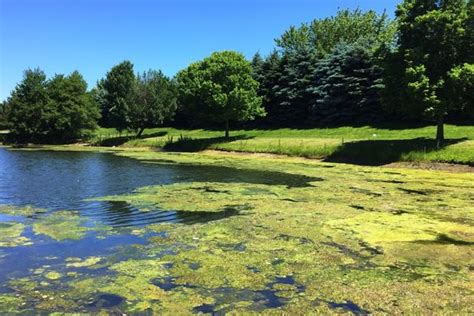 Exposure To Toxic Blue Green Algae Shown To Cause Liver Disease In