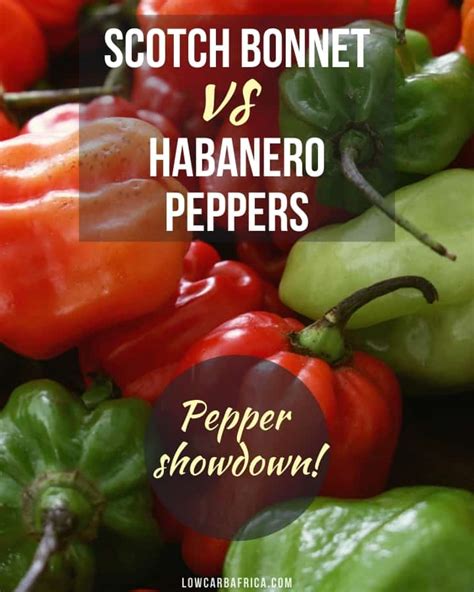 Scotch Bonnet Peppers Vs Habanero Peppers Low Carb Africa