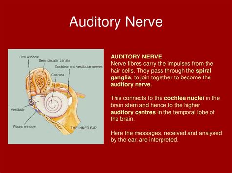 Auditory Nerve Function Rytevan