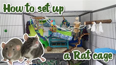 How to set up a Rat cage – HousePetsCare.com