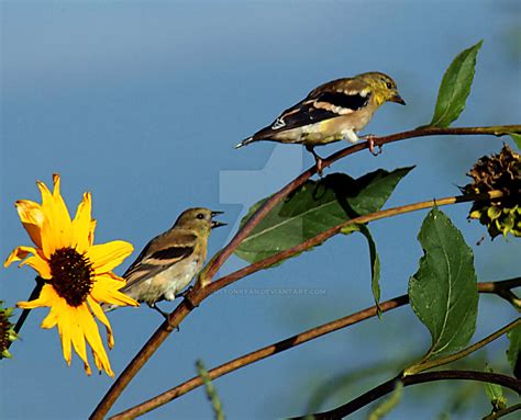 American Goldfinch Male Female by houstonryan on DeviantArt