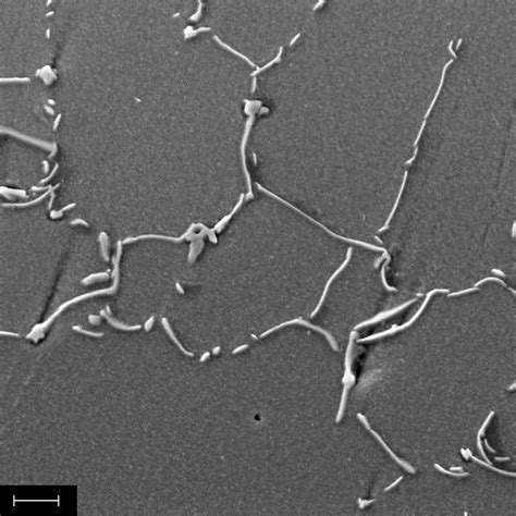 Scanning Electron Microscope Sem Micrographs Secondary Electron Se