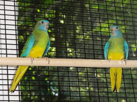 Splendid Parakeets Archives Lantana Aviary