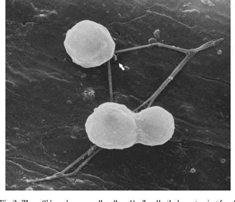 Figure 3 From Sex Determination In Chlamydomonas Semantic Scholar