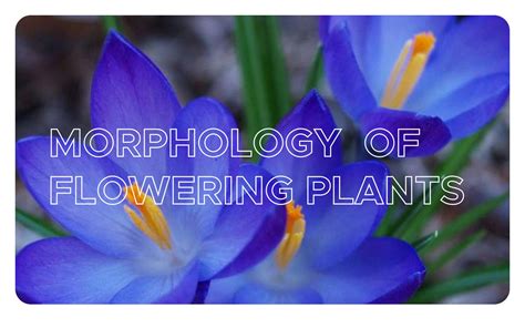 Solution Morphology Of Flowering Plants 2 Studypool