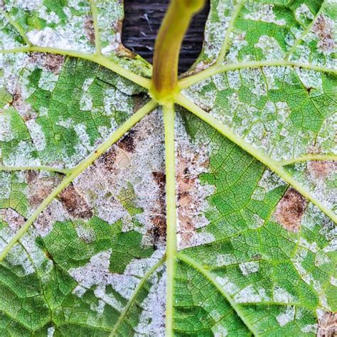 Grape Vine Diseases: How to Identify and Treat the 5 Most Common - Minneopa Orchards