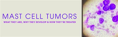 Mast Cell Tumors