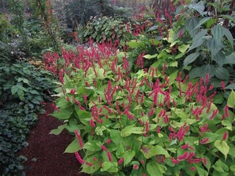 Persicaria Amplexicaulis Golden Arrow Victorian Garden Plants